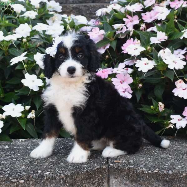 Belle, Mini Bernedoodle Puppy